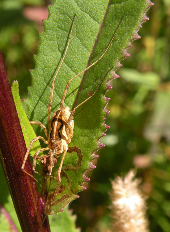 Opilioni della Val di Genova (TN): Mitopus morio ecc.